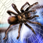 蜘蛛宠物生活模拟器  2.0.0