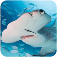锤头鲨模拟器安卓版
