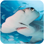锤头鲨模拟器安卓版破解版  v1.0.1